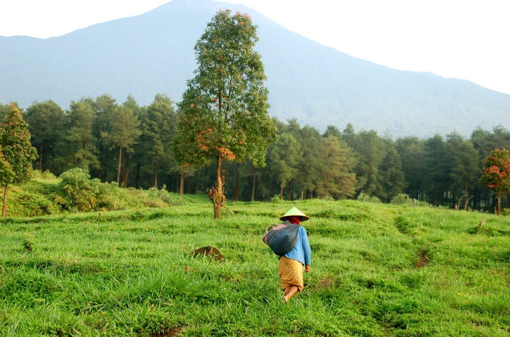 Petani berjalan di ladang hijau dengan gunung di belakangnya.