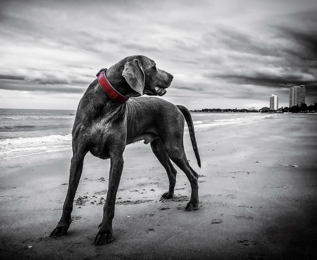 Anjing berdiri di pantai dalam foto hitam putih.